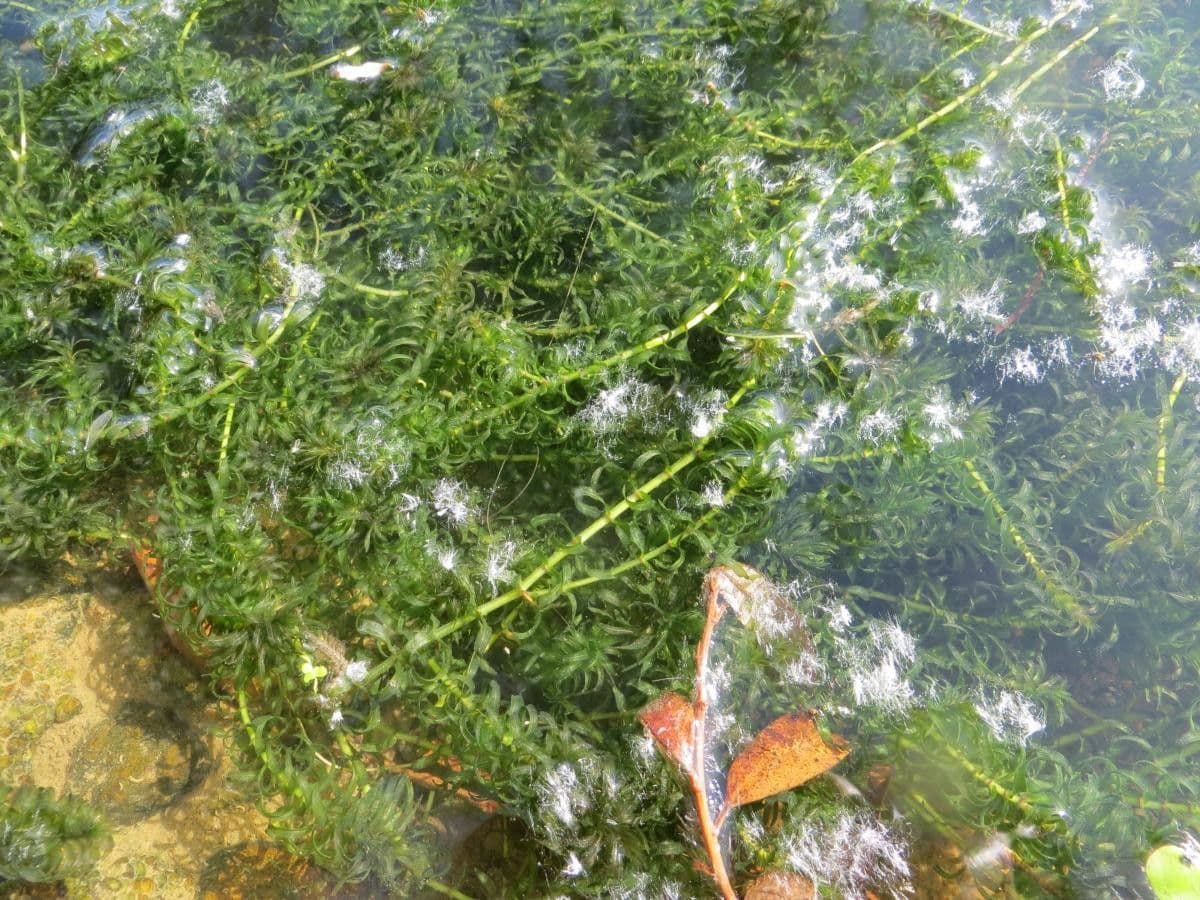 Schmalblättrige Wasserpest 11