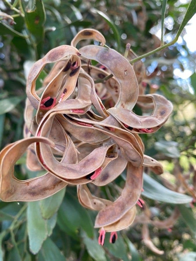 Acacia nera 9