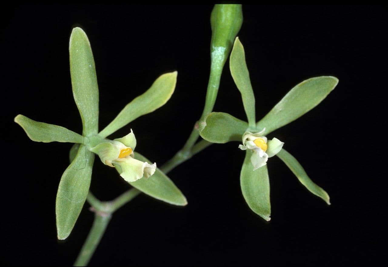 Encyclia
