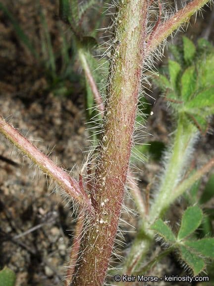 Borstiger Lupine 19