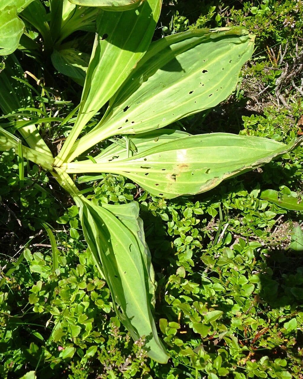 Genziana maggiore 16