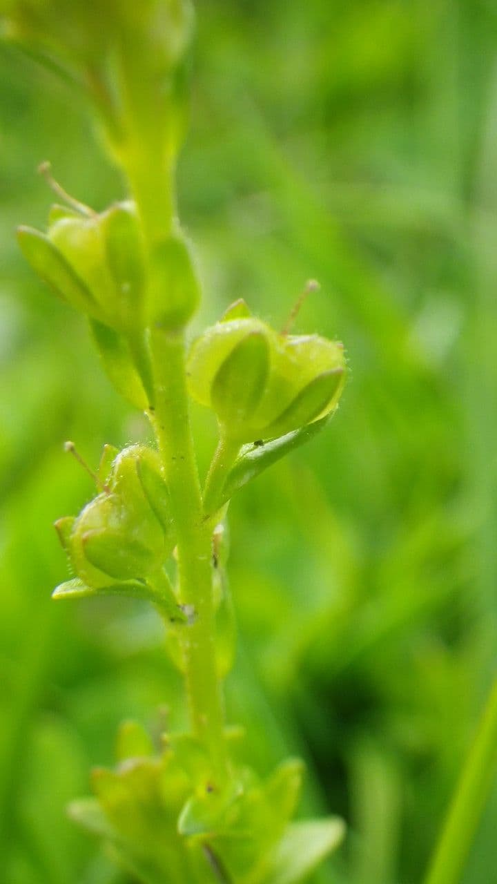 Veronica serpilifolia
