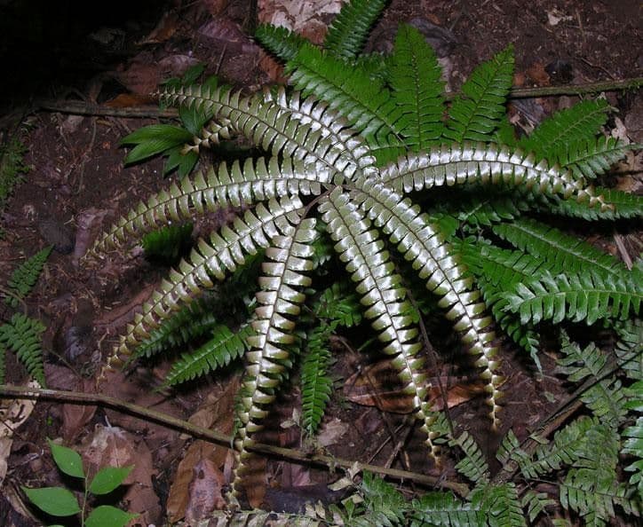 Adiantum štvorlisté 6