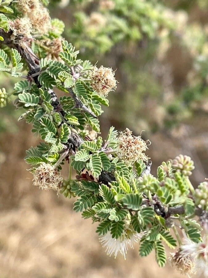 Mimosa spinosa 15