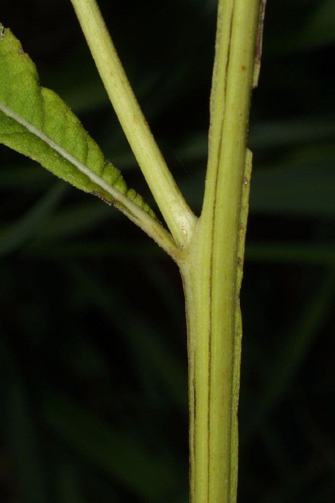 Flügelkraut 23