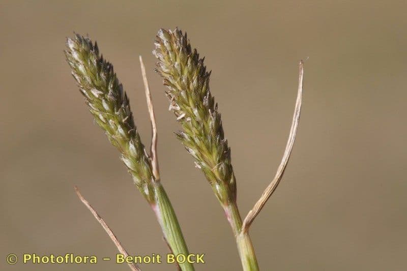 Sporobolus 2