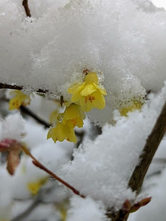 Corylopsis 3