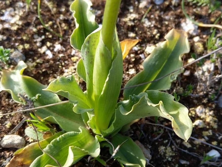 Orchide Uomo Nudo 11