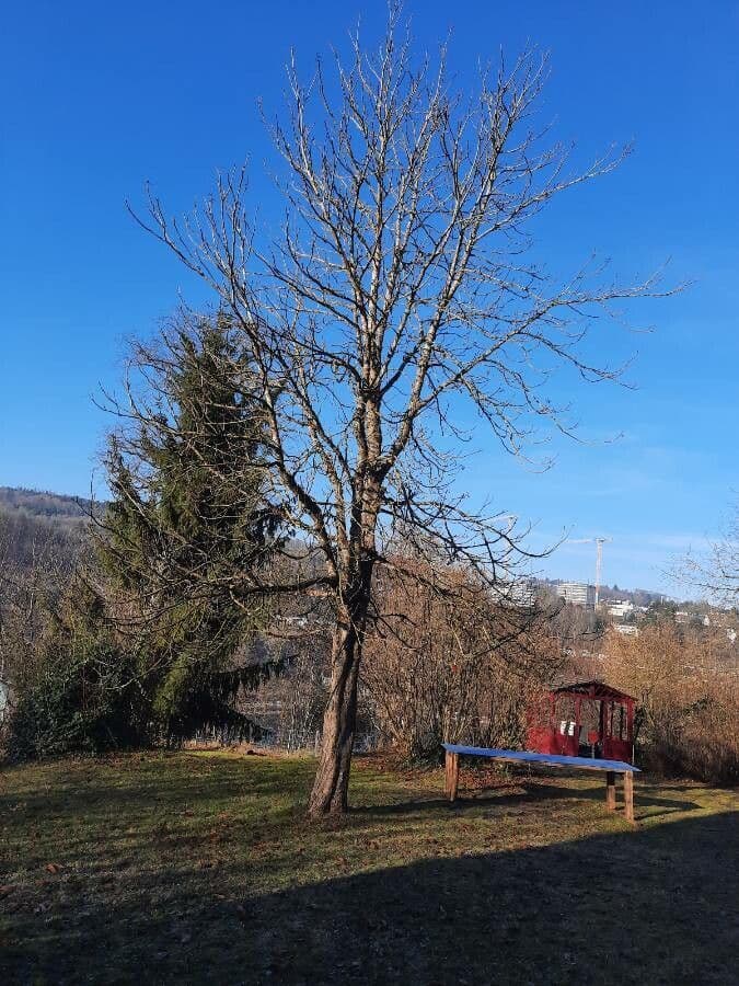Ippocastano 13