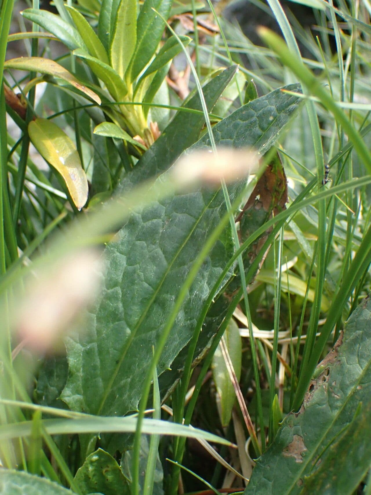 Saussurea 19