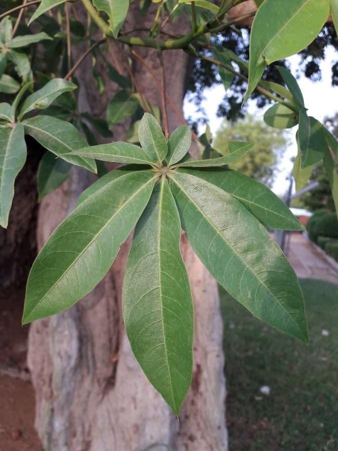 Ceiba 17