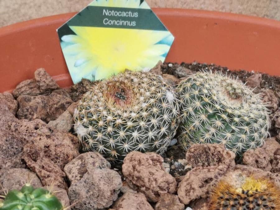 Parodia 6