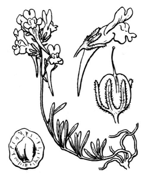 Linaria supina 24