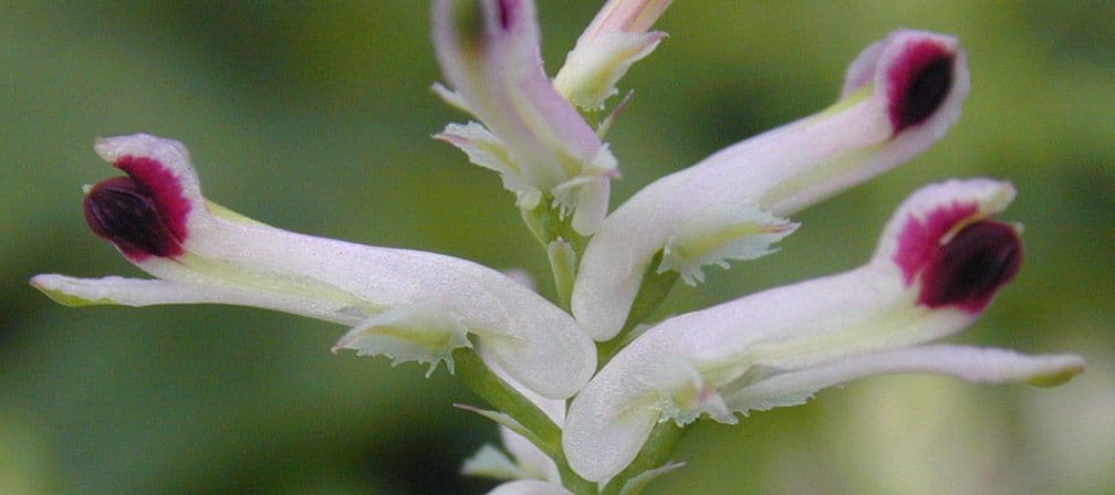 Fumaria occidentale 4