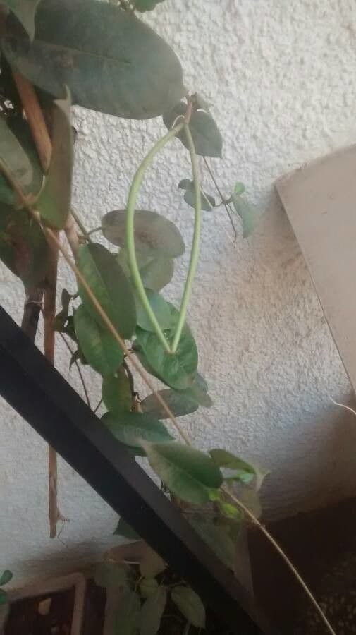Mandevilla 2