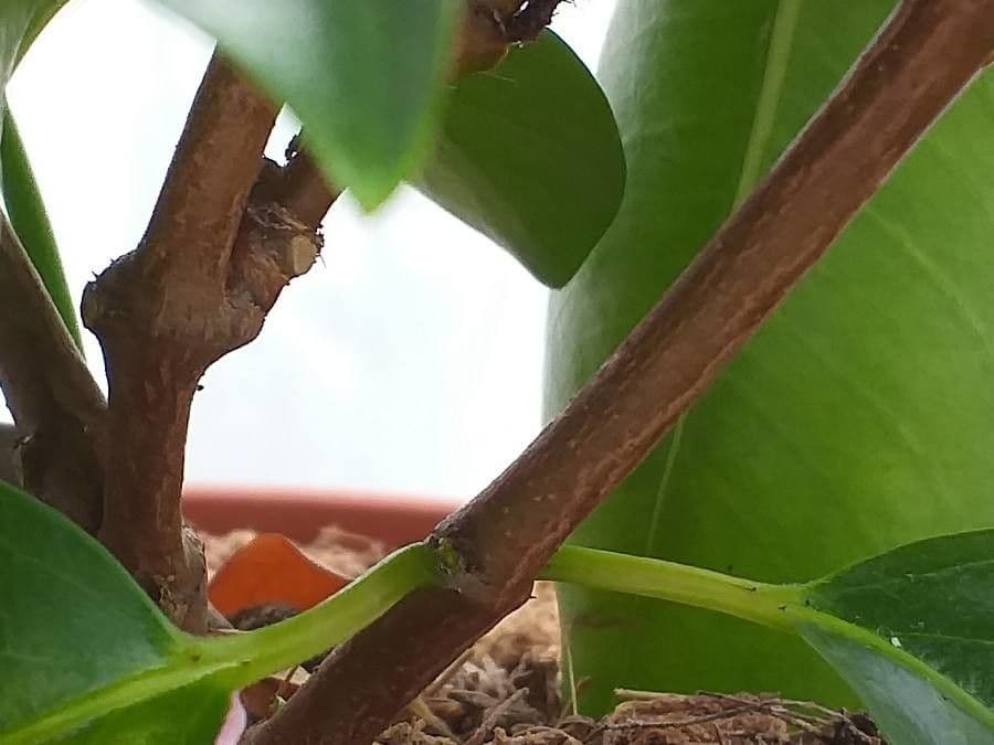Mandevilla 22