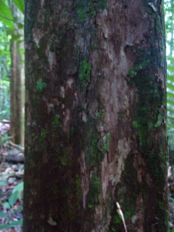 Pouteria