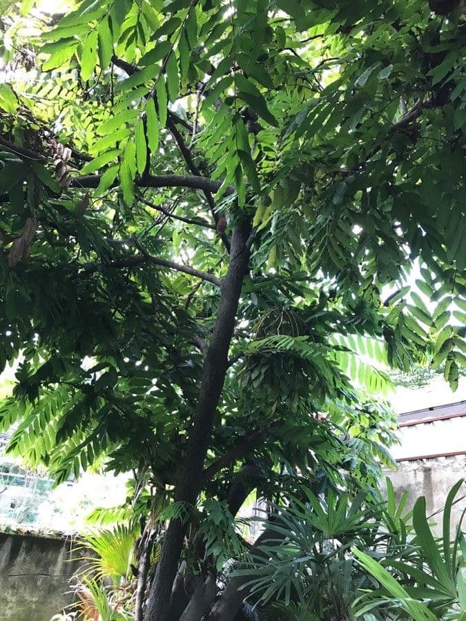 Annona purpurea 7