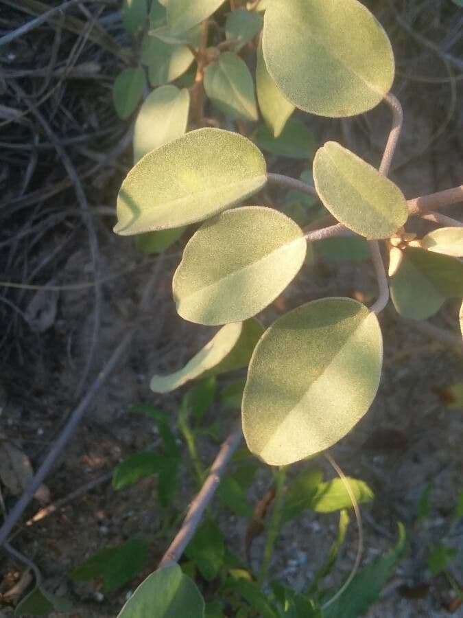 Croton punctatus 9