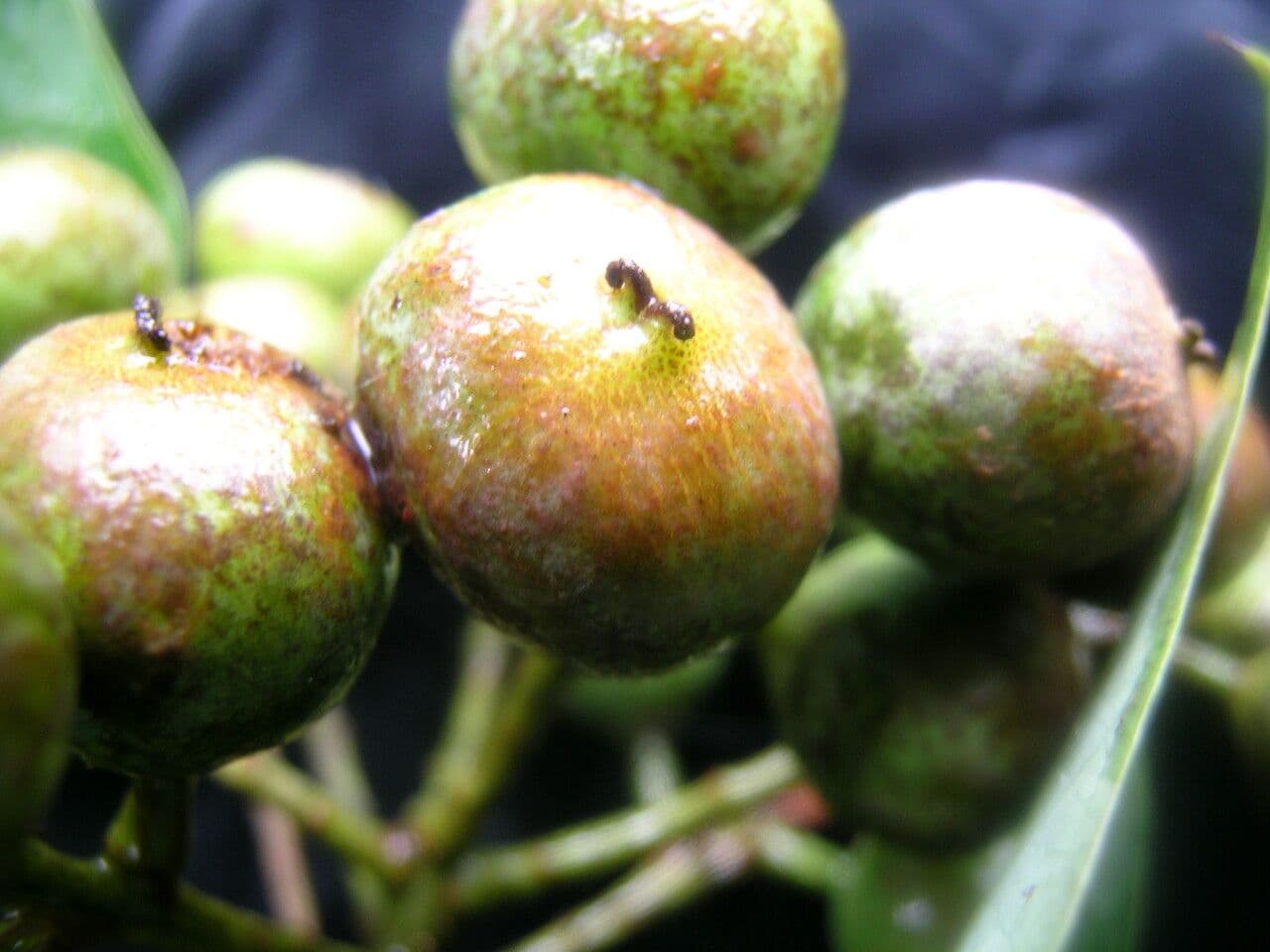 Balakata baccata 2