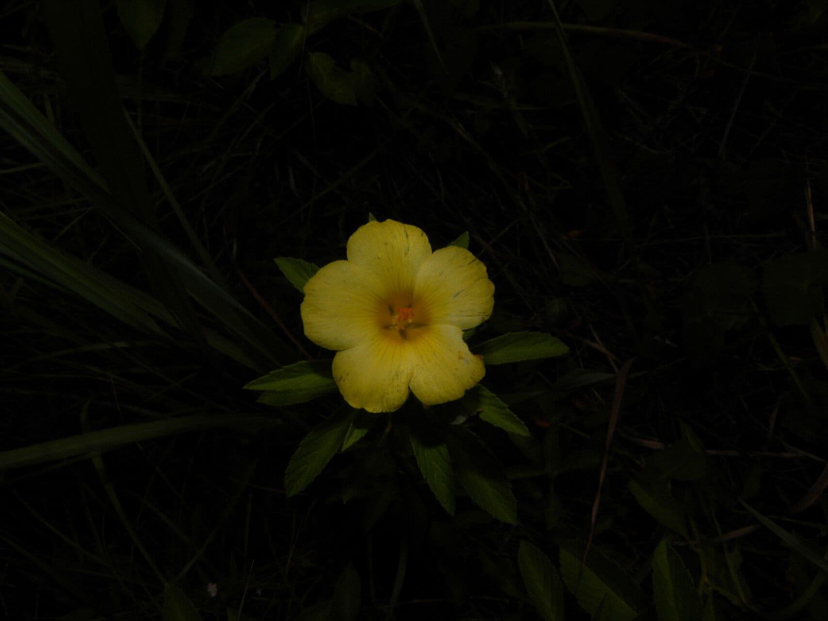 Turnera scabra