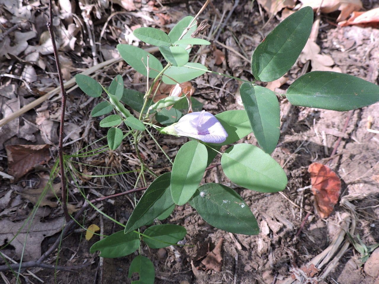 Clitoria 11