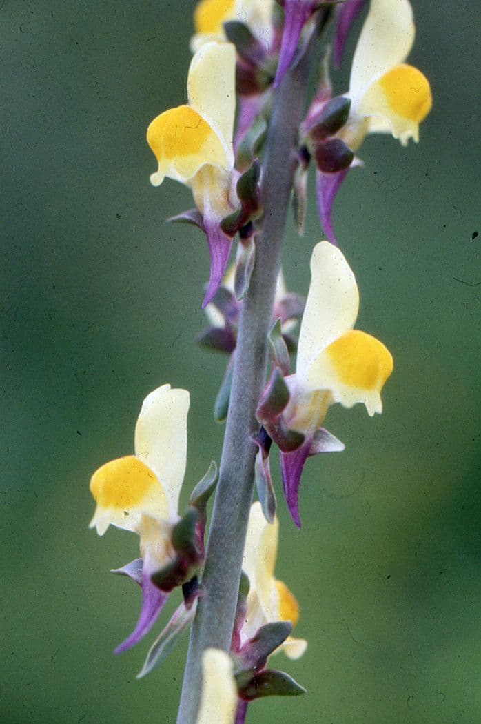 Linaria triphylla 5