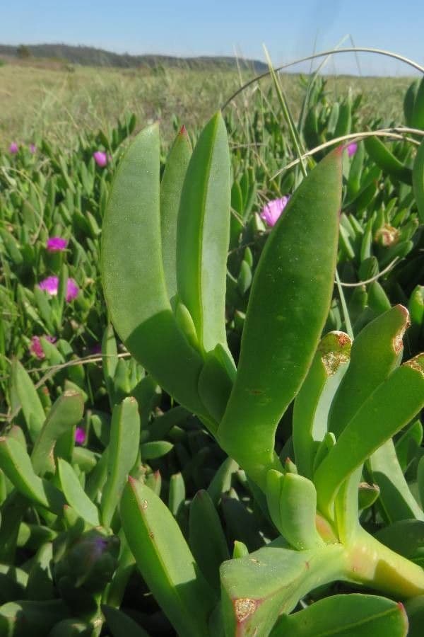 Carpobrotus del Cile 3