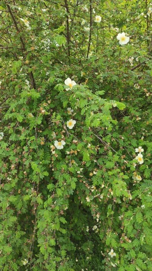 Bibernell-Rose 15