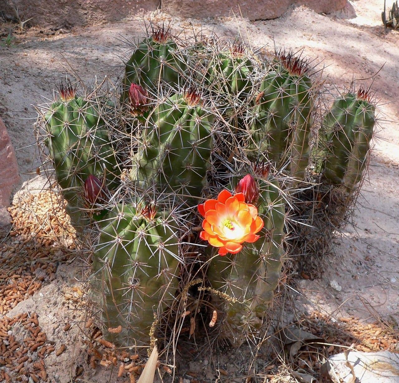 Echinocereus coccineus 7