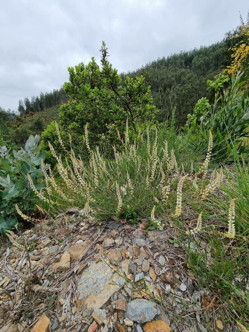 Sesamoides purpurascens 11