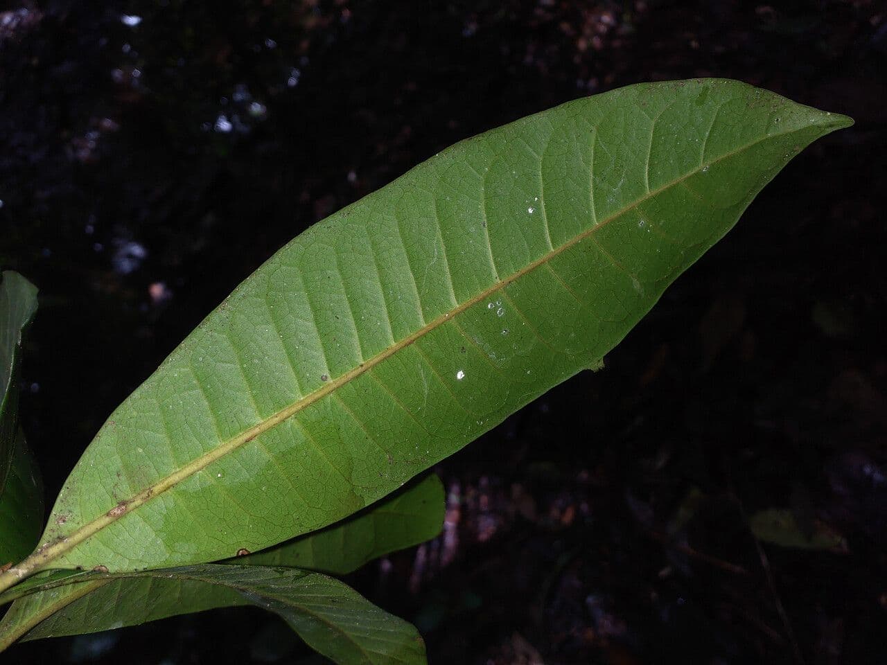 Pouteria 3