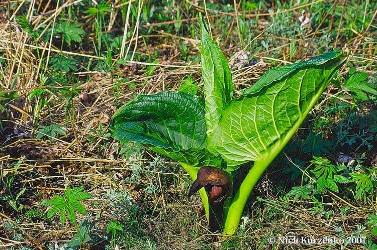 Symplocarpus renifolius 6