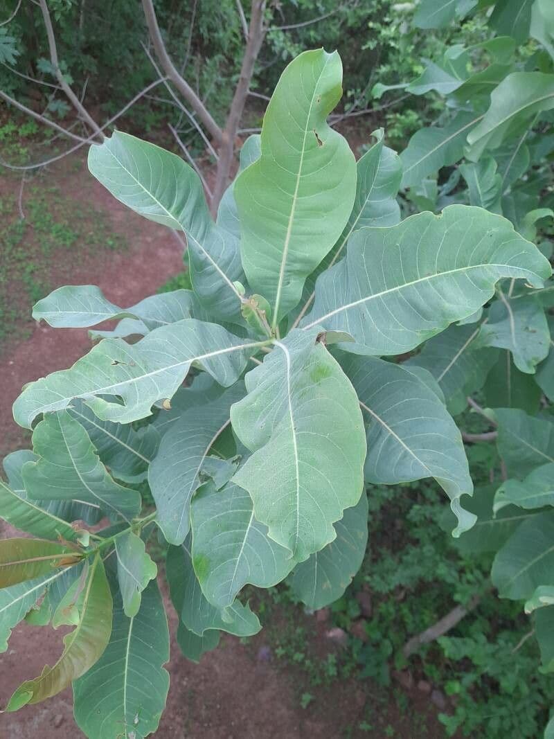 Terminalia 5