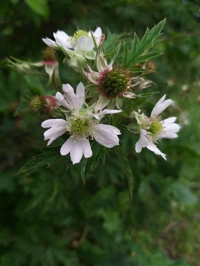 Schlitzblättrige Brombeere 8