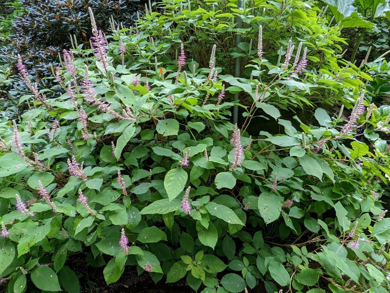 Menthe 3