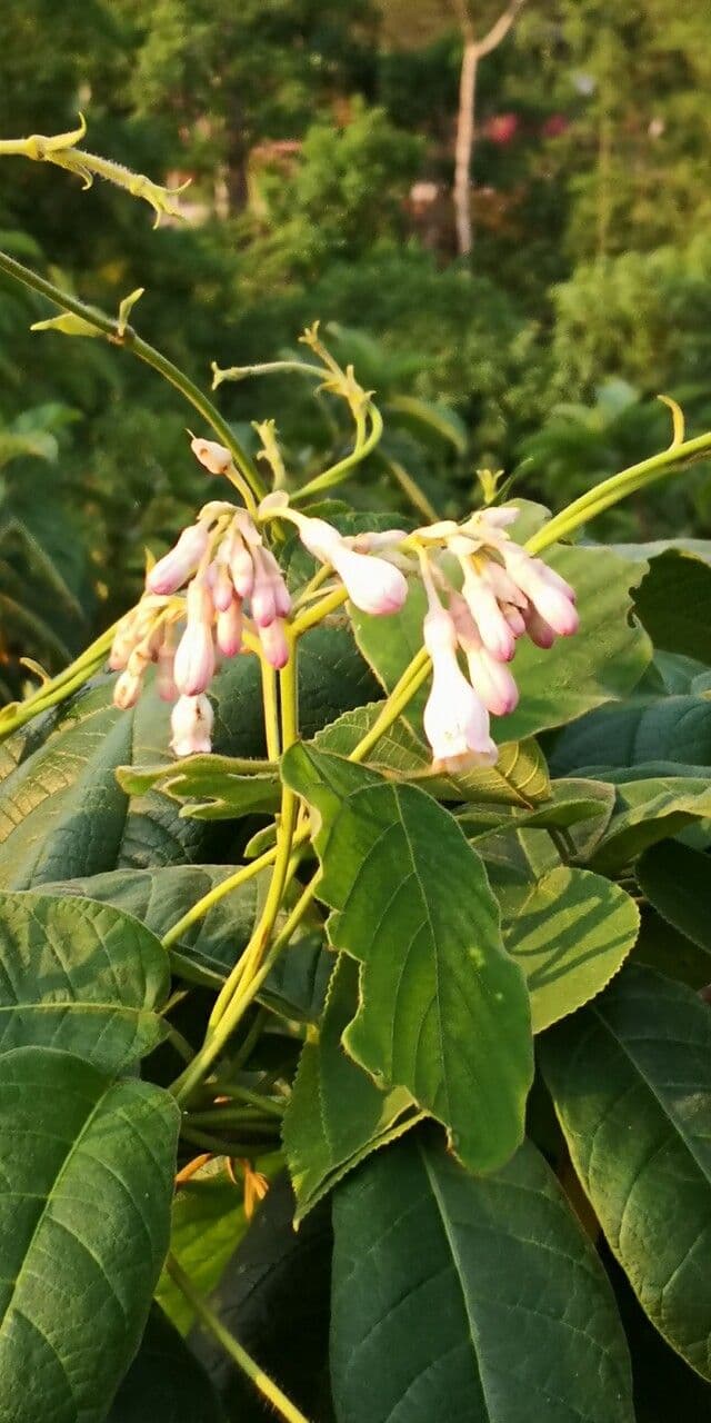 Amalocalyx 6