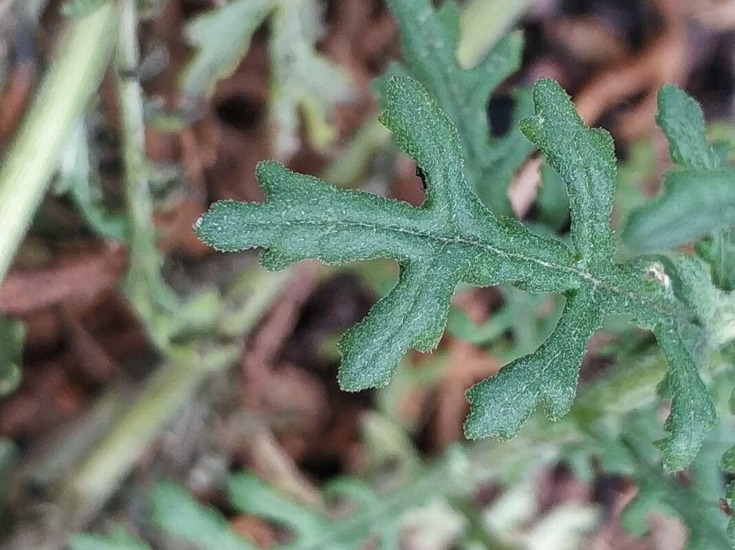 Senecio dei boschi 16