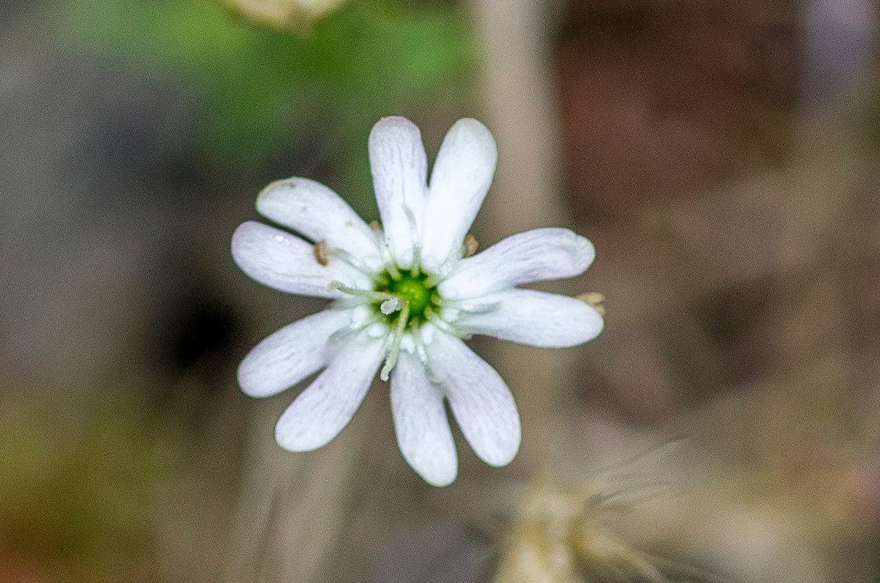 Silene saxifraga 6