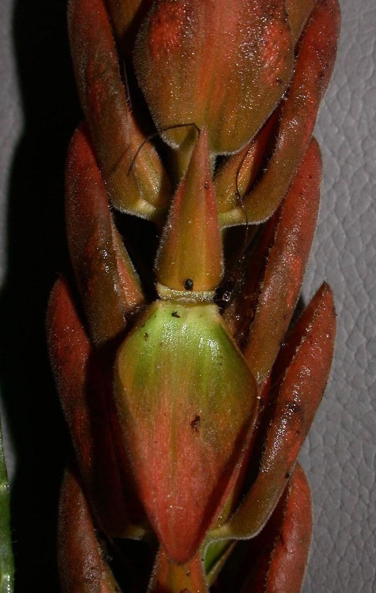 Aphelandra