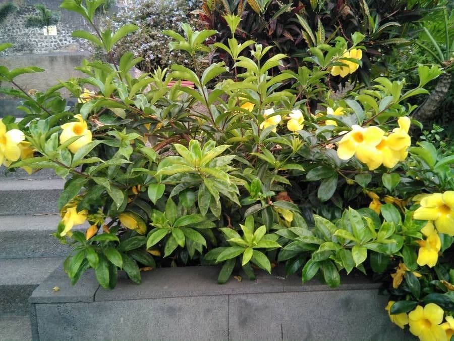 Allamanda 12