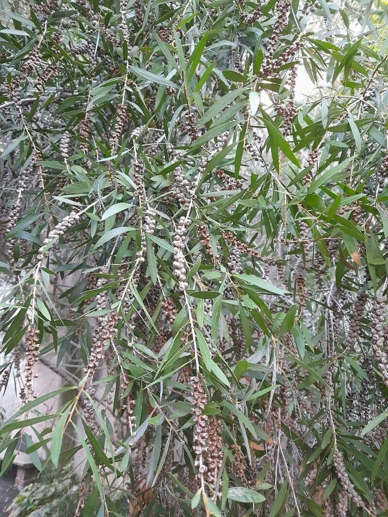 Melaleuca bianca 6