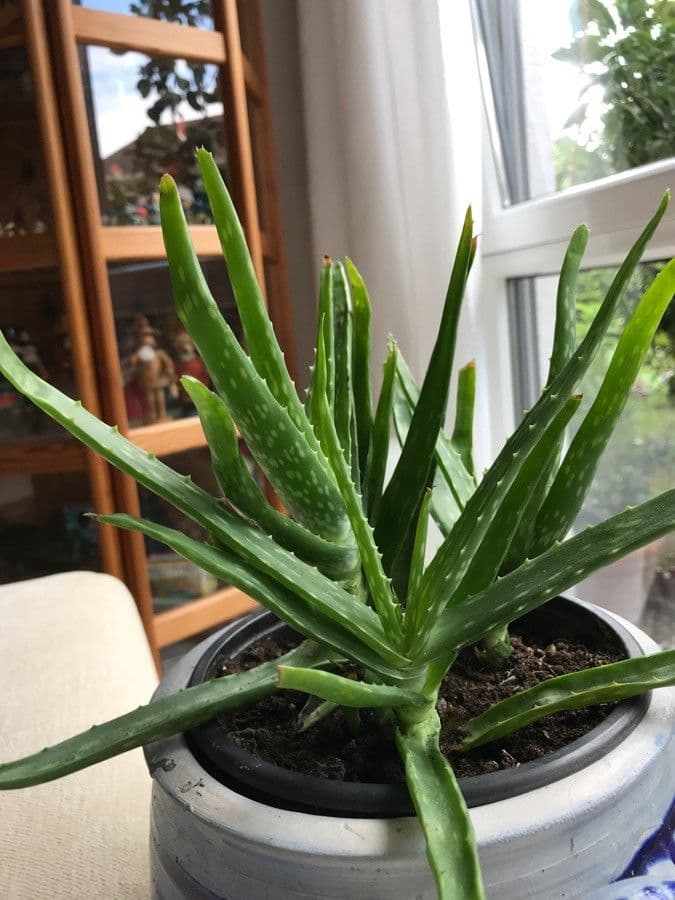 Aloe vera 29