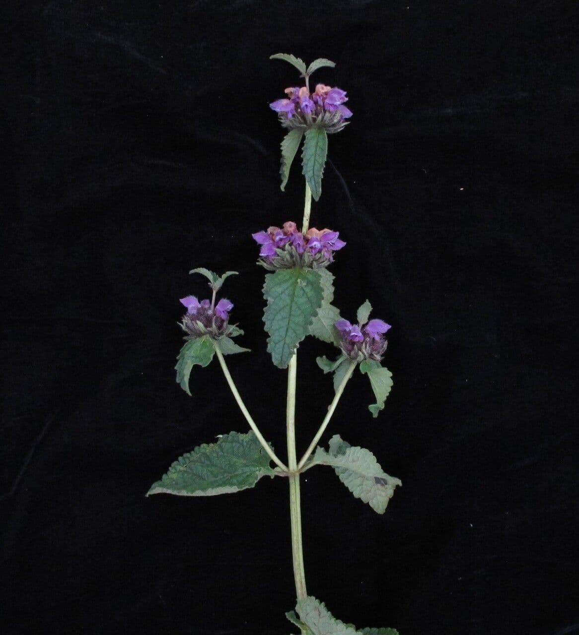 Phlomoides bracteosa 10