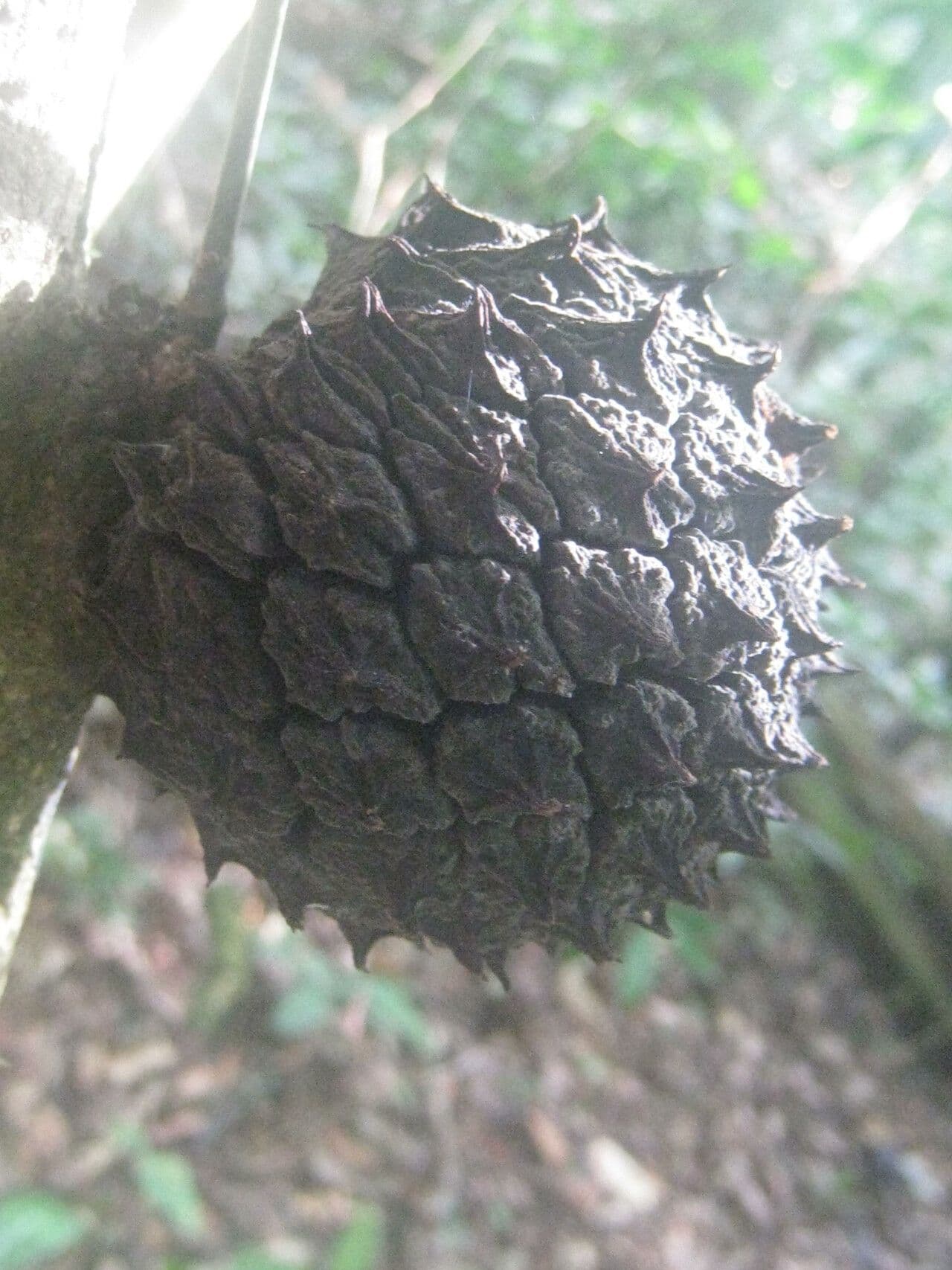 Duguetia 2
