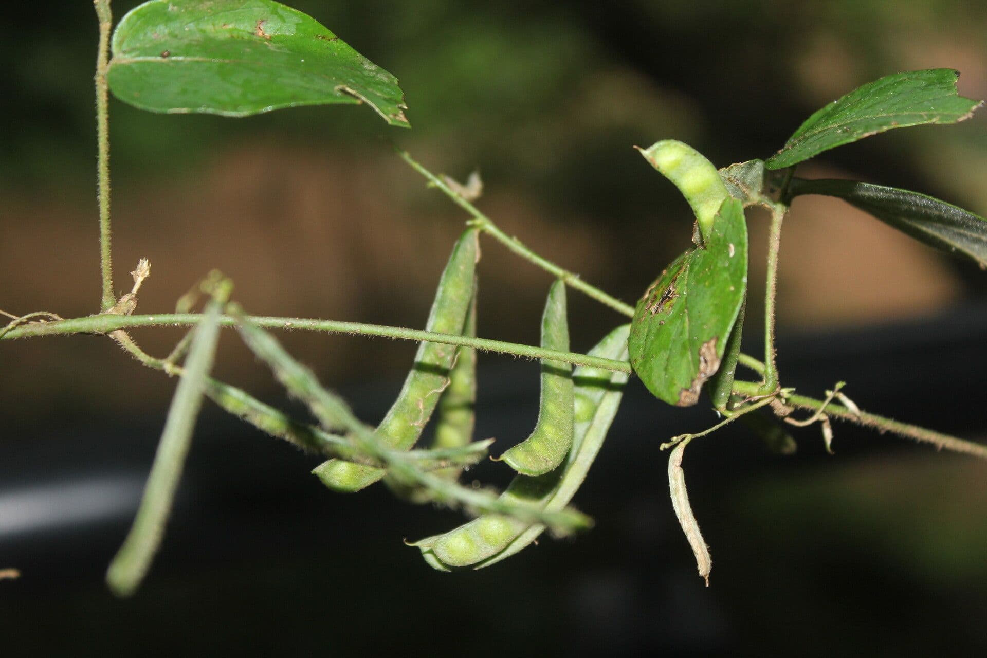 Galactia striata