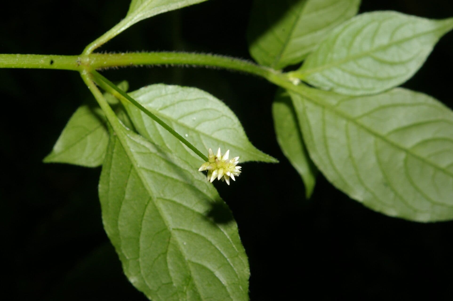 Alternanthera 4