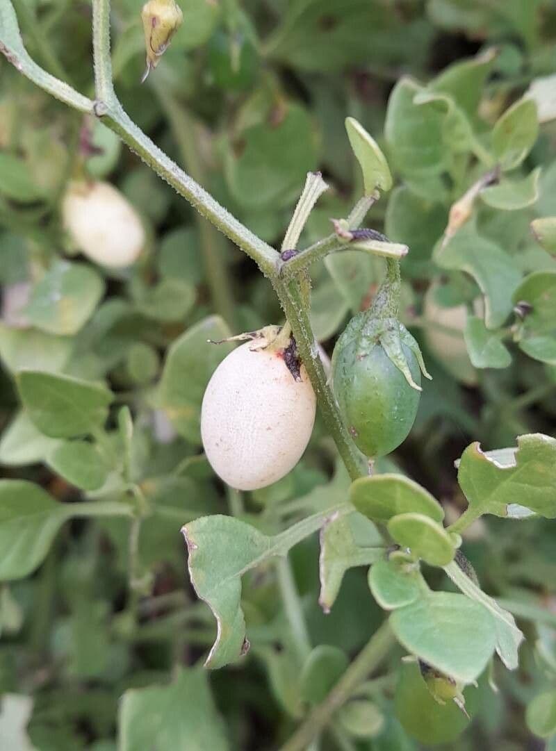 Salpichroa origanifolia 2