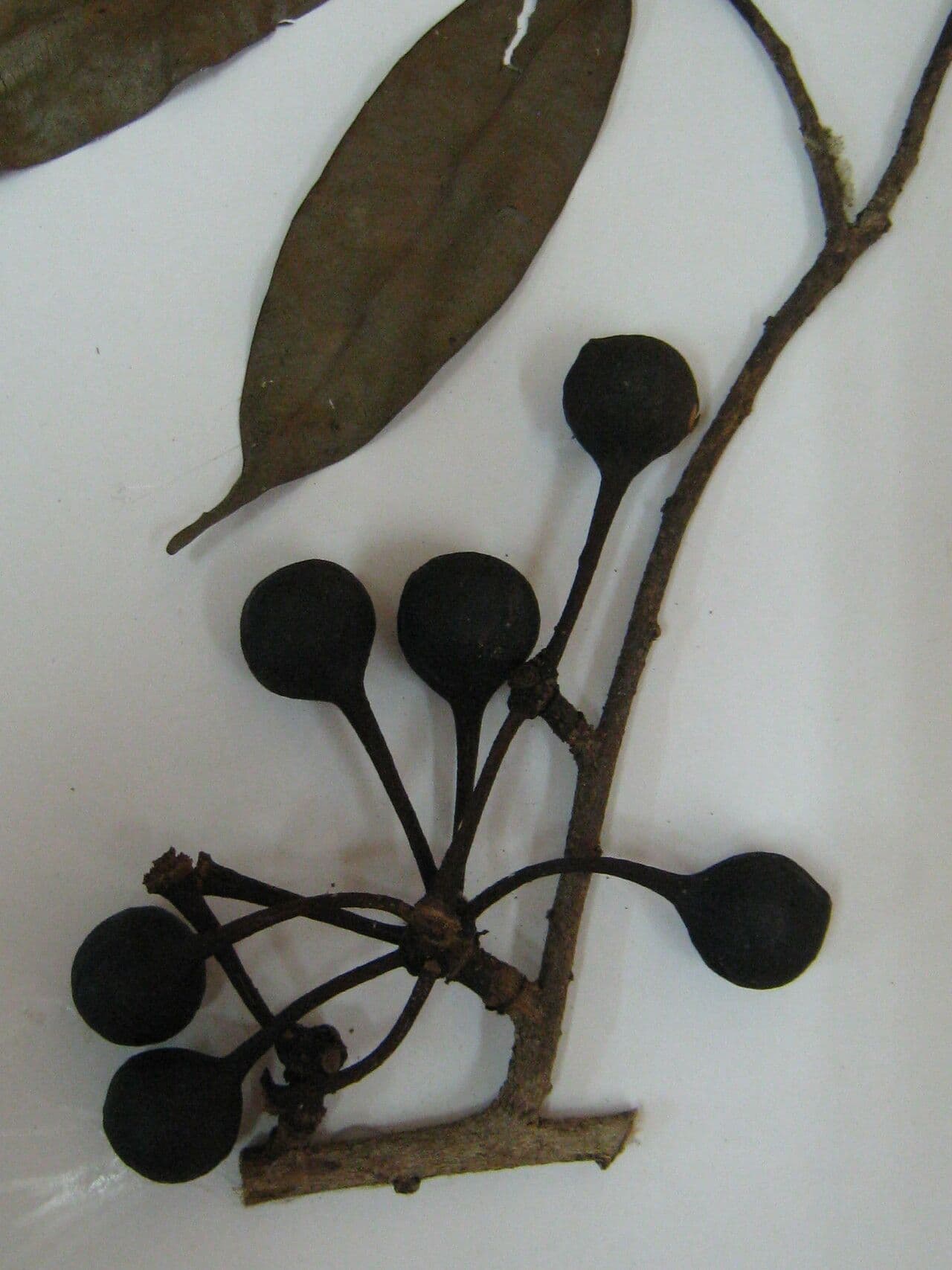 Pseudoxandra 5