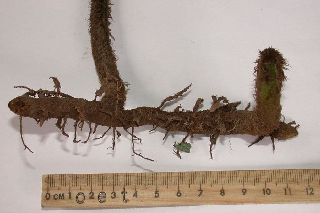 Hypoderris 12